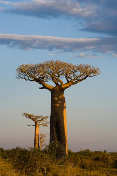 Vackra Baobab träd — Stockfoto