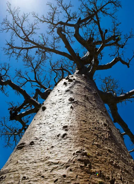 Baobab träd på en klar blå himmel — Stockfoto