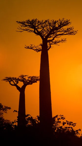Gyönyörű Baobab fák — Stock Fotó