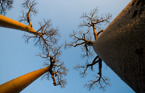 Beautiful Baobab trees — Stock Photo, Image