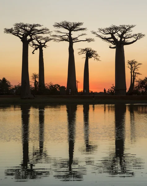 Piękne drzewa Baobab — Zdjęcie stockowe