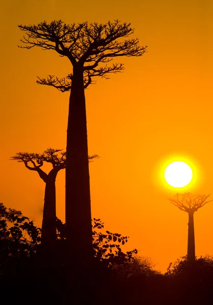 Красивые деревья Баобаба — стоковое фото