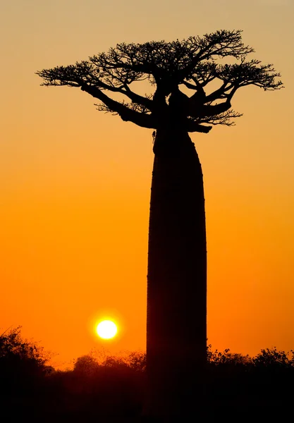 Krásný strom Baobab — Stock fotografie