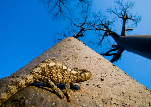 Хамелеон, сидячи на за baobab — стокове фото