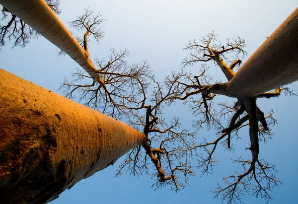 Beautiful Baobab trees — Stock Photo, Image
