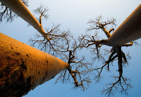 Vackra Baobab träd — Stockfoto