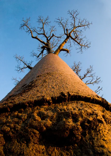 Baobab tree on a blue clear sky — Stock Photo, Image