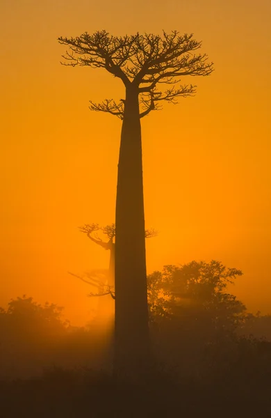 Bellissimi alberi di Baobab — Foto Stock