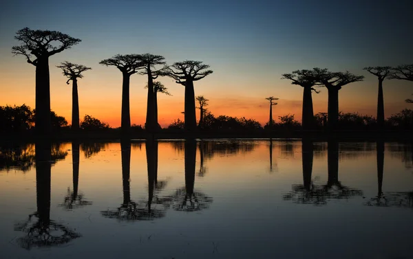 Bellissimi alberi di Baobab — Foto Stock