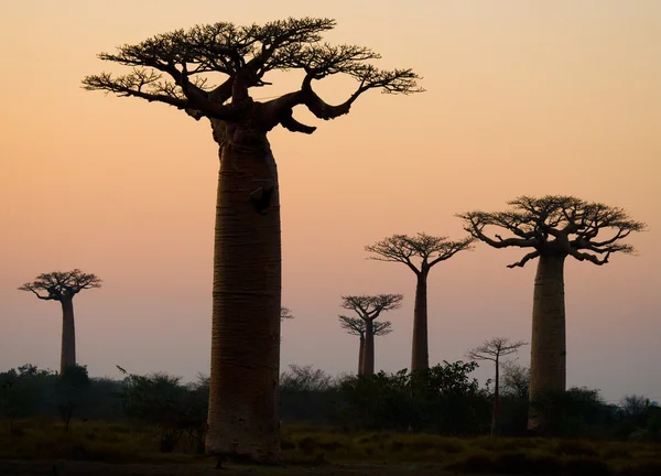 Beaux baobabs — Photo