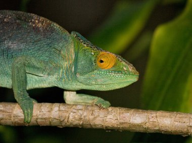 Bukalemun kertenkele yakın çekim