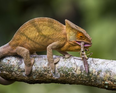 Bukalemun yeme yakın çekim