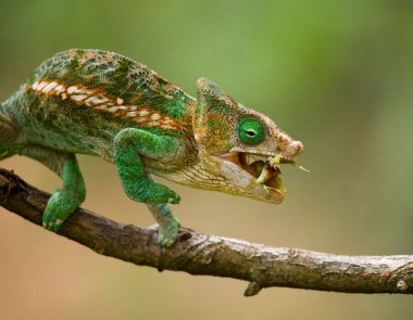 Bukalemun kertenkele yakın çekim