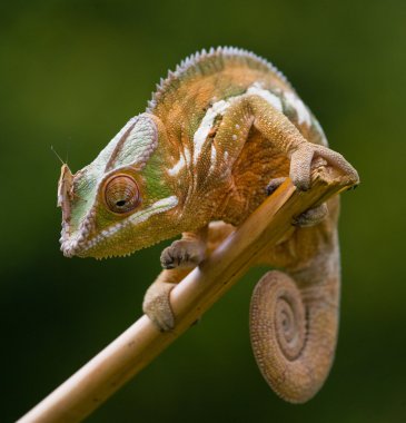 Bukalemun kertenkele yakın çekim
