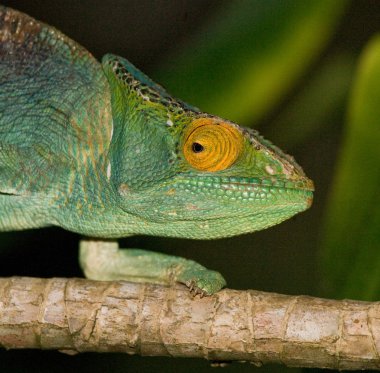 Bukalemun kertenkele yakın çekim