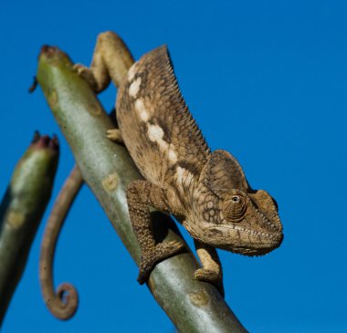 Bukalemun kertenkele yakın çekim