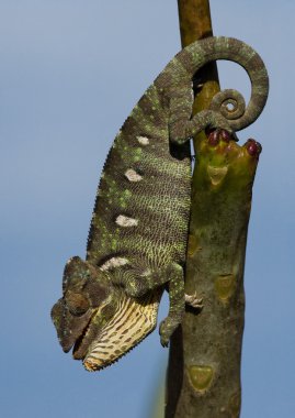 Bukalemun kertenkele yakın çekim