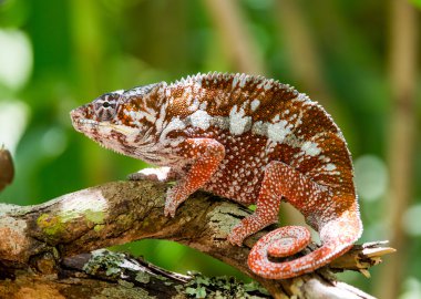Bukalemun kertenkele yakın çekim