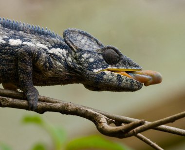 Bukalemun yeme yakın çekim