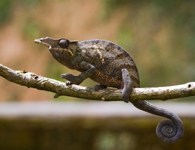 Bukalemun kertenkele yakın çekim