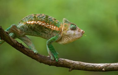Bukalemun kertenkele yakın çekim