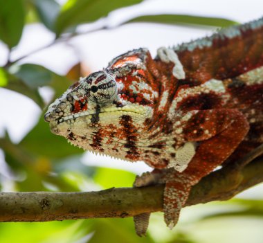 Bukalemun kertenkele yakın çekim