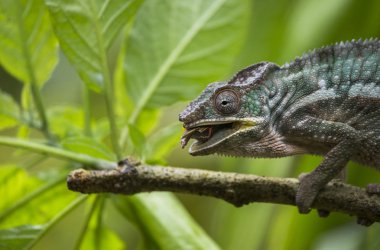 Bukalemun kertenkele yakın çekim
