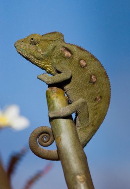 Bukalemun kertenkele yakın çekim
