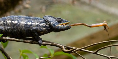 Bukalemun yeme yakın çekim