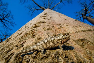 Chameleon sitting on a baobab clipart