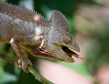 Bukalemun kertenkele yakın çekim