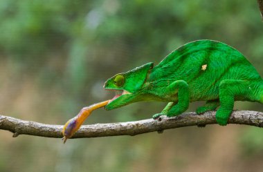 Bukalemun yeme yakın çekim