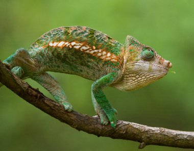 Bukalemun kertenkele yakın çekim