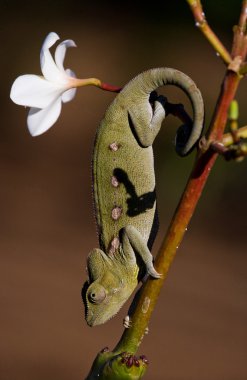 Bukalemun kertenkele yakın çekim