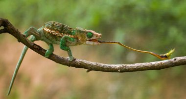 Bukalemun yeme yakın çekim