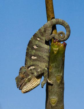 Bukalemun kertenkele yakın çekim