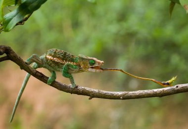Bukalemun yeme yakın çekim
