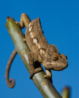 Bukalemun kertenkele yakın çekim