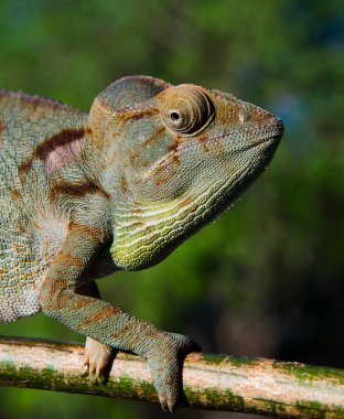 Bukalemun kertenkele yakın çekim
