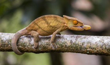 Bukalemun kertenkele yakın çekim