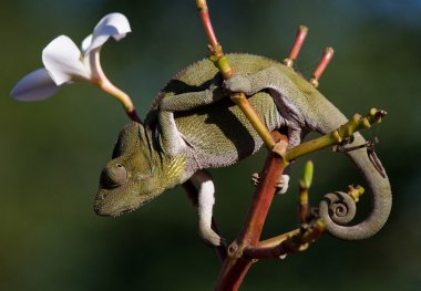 Bukalemun kertenkele yakın çekim