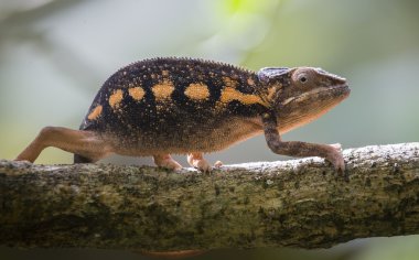 Bukalemun kertenkele yakın çekim