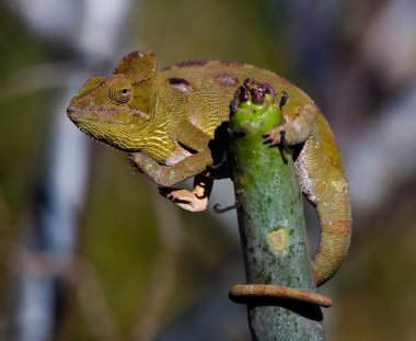 Bukalemun kertenkele yakın çekim