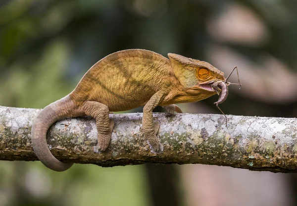 Camaleão comendo de perto — Fotografia de Stock