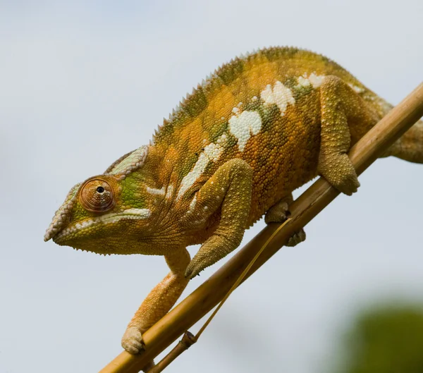 Chameleon ještěrka zblízka — Stock fotografie