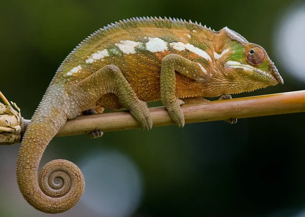 Bukalemun kertenkele yakın çekim