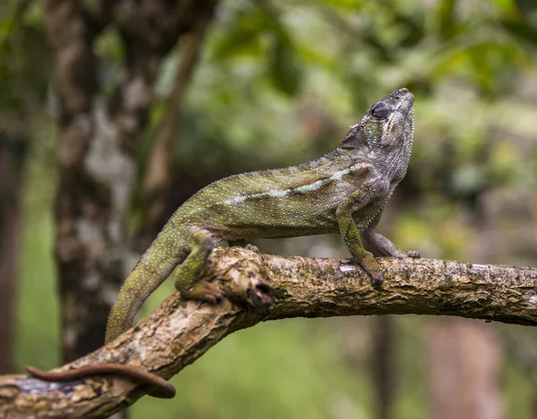 Chameleon lizard close up — стоковое фото