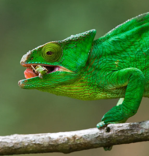 Chameleon jíst zblízka — Stock fotografie