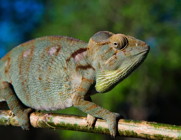 Bukalemun kertenkele yakın çekim