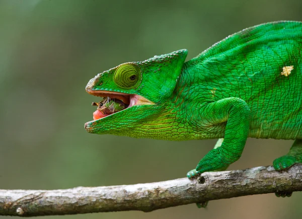 Chameleon jíst zblízka — Stock fotografie